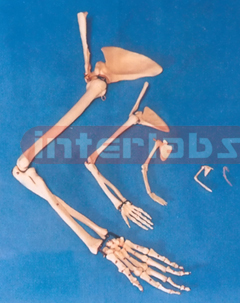 ADULT ARM BONE WITH SCAPULA AND CLAVICLE